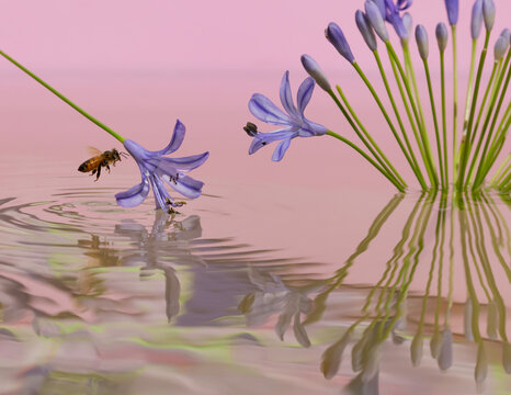 Bee approaching flower,  over psychedelic reflections. 