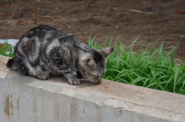 Cat eating on a wall