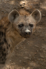 Spotted hyena.(Crocuta crocuta).Europe.Ukraine.Kharkov.zoo.