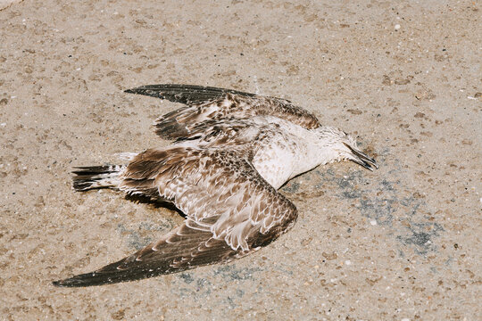 Dead bird