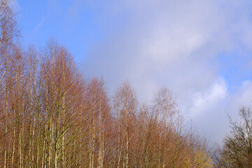 View of a young forest, a tree with thin trunks and a blue sky.
