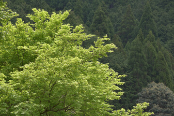 春の鞍馬寺　新緑のモミジ　京都市左京区