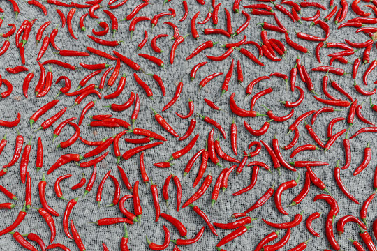 Red peppers drying in the yard.