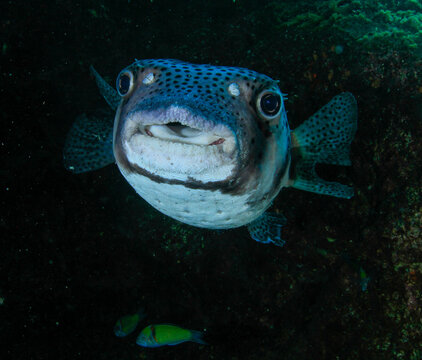 a white and grey spiny fish welcomes us inside a small cave on the seabed.
