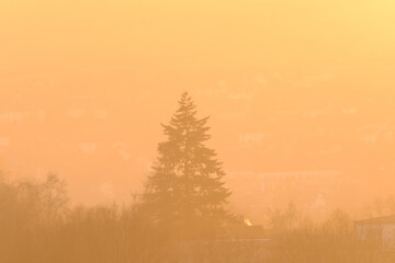 View of a fir tree during golden hour in Germany. Landscape in yellow sunlight at sunset.