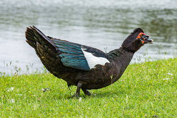 duck