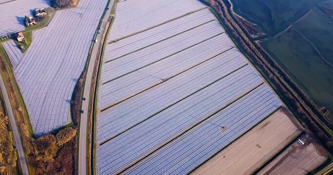 Field plots covered with agrifibre surround grey road with vehicles near brown trees between lagoons in sunny morning aerial view
