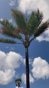 tropical palm tree in a warm holiday country is in motion catching wind vertical