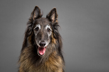 happy old tervueren belgian shepherd dog headshot portrait on a grey background in the studio