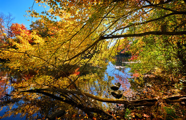 Vivid Autumn foliage lining the Charles River overhang the bank. Charles River Peninsula, Needham,...