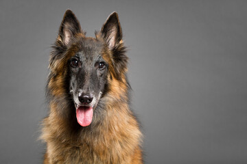 happy tervueren belgian shepherd dog headshot portrait on a grey background in the studio