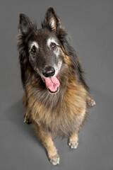 happy old tervueren belgian shepherd dog sitting on a grey background in the studio