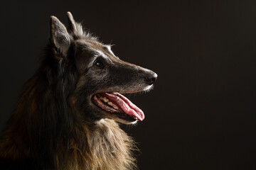 happy old tervueren belgian shepherd dog profile head portrait on a black background in the studio