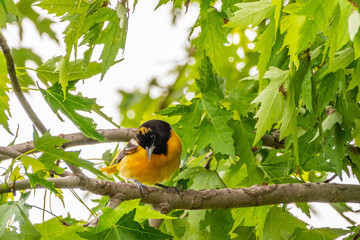 yellow bird on a branch
