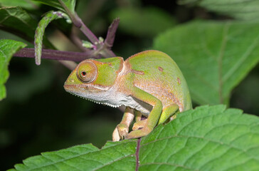 Flap-necked chameleon (Chamaeleo dilepis)