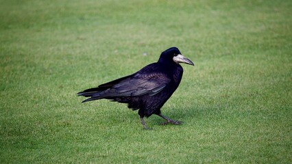 Raven Perched on Green Grass