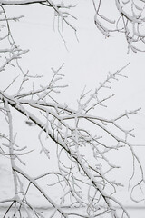 Tree with white snow on a branch close-up. Photography, winter nature.
