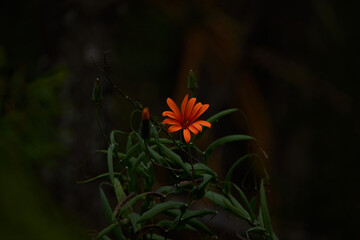 Close-up of orange flower "Mutisia Decurrens" of the argentinian patagonia and Neuquen