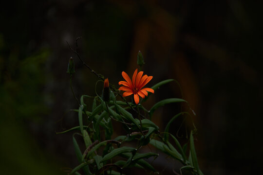 Close-up of orange flower "Mutisia Decurrens" of the argentinian patagonia and Neuquen