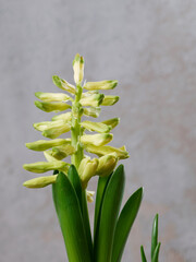 Jacinthe jaune en cours de floraison 