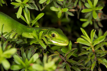 Elegant Gecko (Auckland Green Gecko)