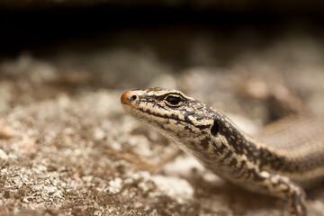 Grande Skink