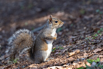 Cute eastern gray squirrel foraging for nuts with a shallow depth of field and copy space