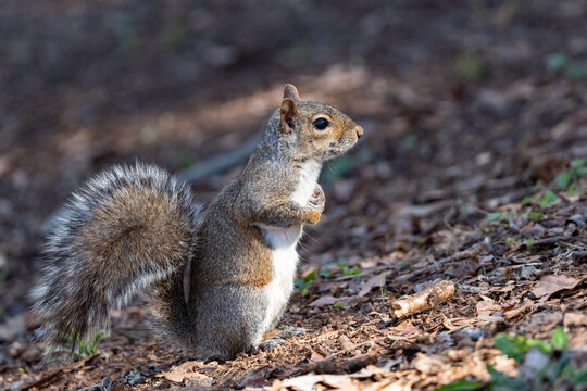 Cute eastern gray squirrel foraging for nuts with a shallow depth of field and copy space - Powered by Adobe