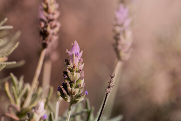 Planta Lavanda, nome científico: Lavandula