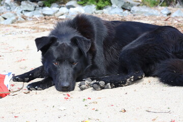 black labrador retriever dog