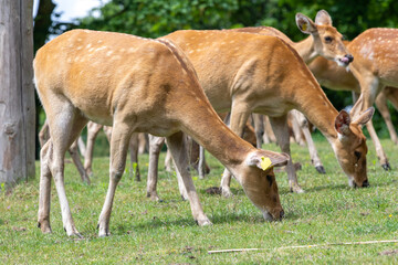 Naklejka na ściany i meble A herd of barasingha (rucervus duvaucelii) deer grazing