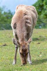 Barasingha (rucervus duvaucelii) deer