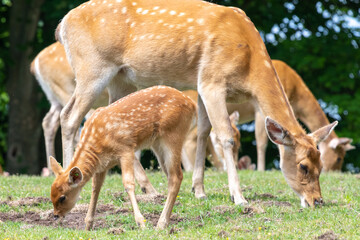 Barasingha (rucervus duvaucelii) deer