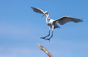 A great egret fully spreads its wings as it makes a landing on a dead tree branch. Details of its talons and feathers can be seen
