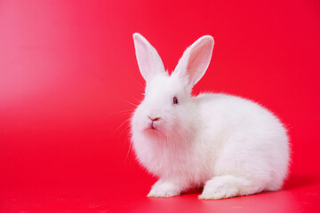 Beautiful white Netherland Dwarf bunny portrait on red background with copyspace. Easter Bunny portrait on festive red background.