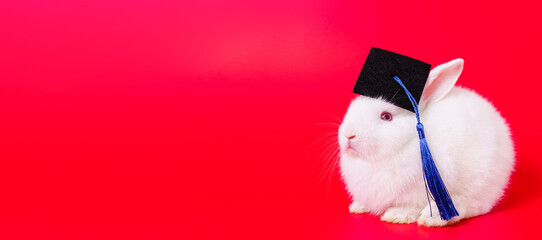 Beautiful lovely cute white Netherland Dwarf little bunny wears a graduation gown hat portrait on...