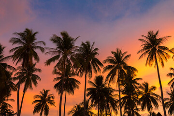 Fototapeta na wymiar Silhouette palm at sunset