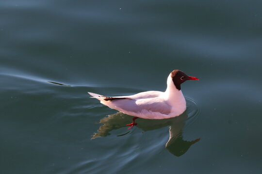 cahuil seagull