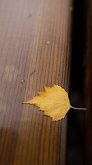 autumn leaves on a table - 568986357