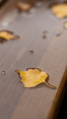 autumn leaves on a wooden table - 568986383