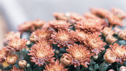 anemone flower - 568986508