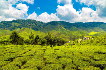 Beautiful Tea plantations