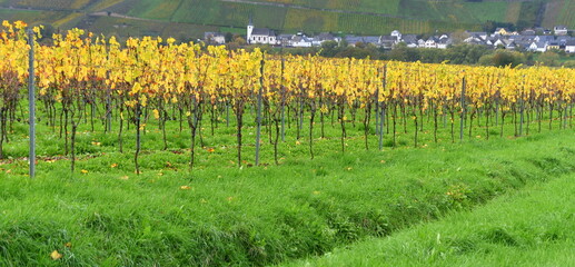 Obraz premium Herbstlicher Weinberg an der Mosel