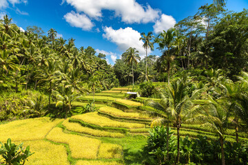Fototapeta na wymiar Tegallalang rice terrace on Bali