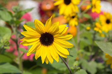 Field of blooming sunflowers