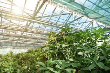 Sun shines on plants in greenhouse. Breeding new plant varieties