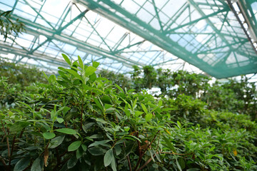 Green young plants in hothouse. Ensuring survival of rare plant species