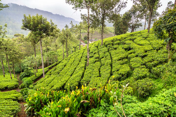 Tea plantations in Sri Lanka