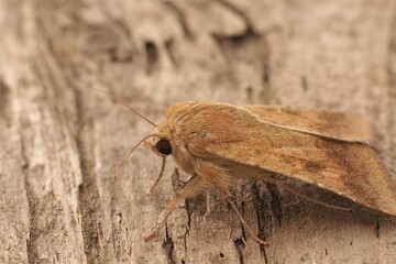 Closeup on a lightbrown Cotton Bollworm owlet moth, Helicoverpa armigera sitting on wood