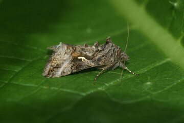 Closeup on the Silver Y owlet moth, Autographa gamma on a green leaf